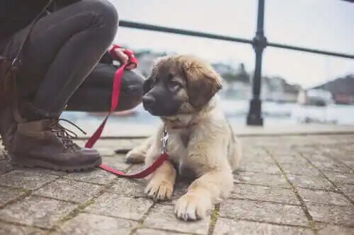 leonberger cinsi alman ırkı köpek