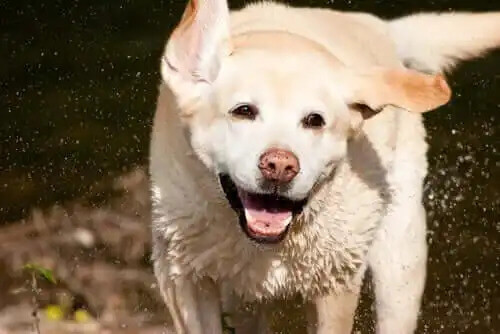 mutlu labrador suyla oynuyor