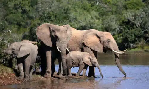 nehirden su içen filler