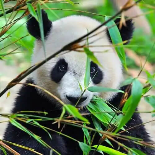 dalların arkasından bakan tatlı panda