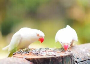 Evcil Kuşlar İçin Kuş Tohumu: Çeşitleri ve Öneriler