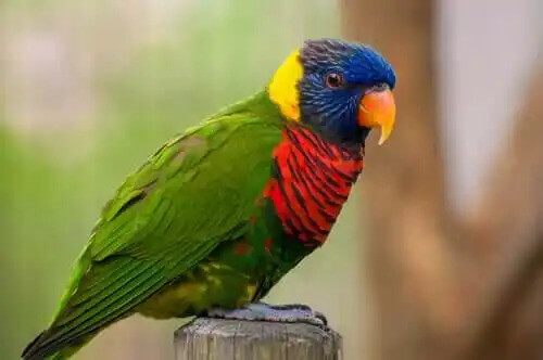 renkli kuş