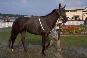 Thoroughbred Safkan At - Yarış İçin Üretildi