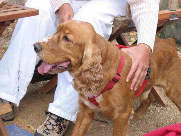 sahibiyle oturan kırmızı tasmalı köpek
