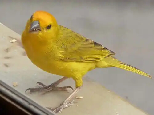 minik sarı kuş