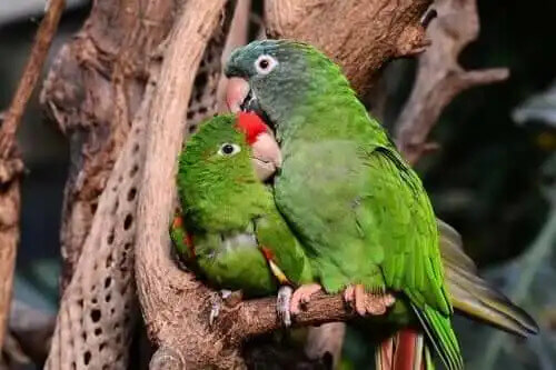 birbirine sarılmış iki papağan
