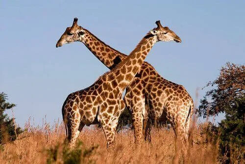 karşılıklı duran iki zürafa
