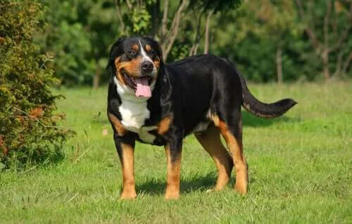 Altı Popüler Sığır Köpeği Irkı