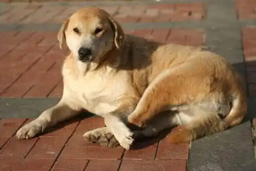 sokakta yatan çoban köpeği