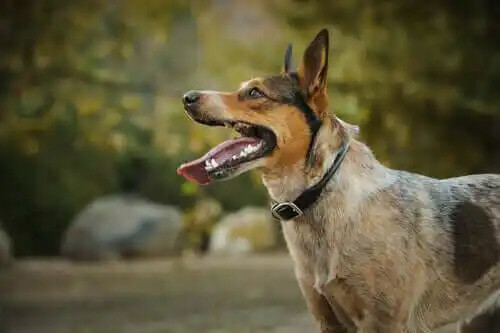 tanınımş hayvanlar köpek