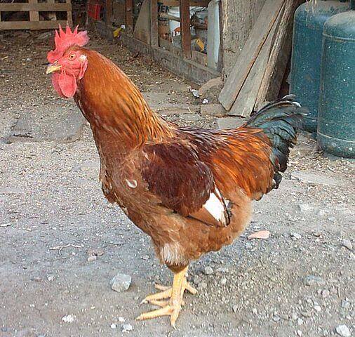 horoz ayakta duruyor