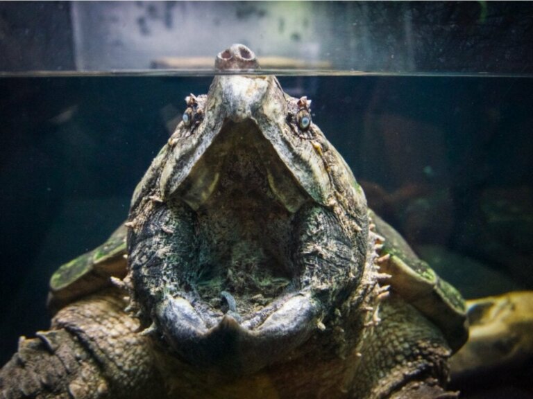 Timsah Kapan Kaplumbağası: Habitatı ve Özellikleri