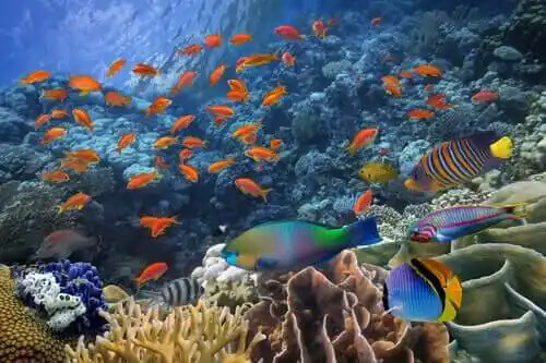 akvaryumda tropikal balıklar