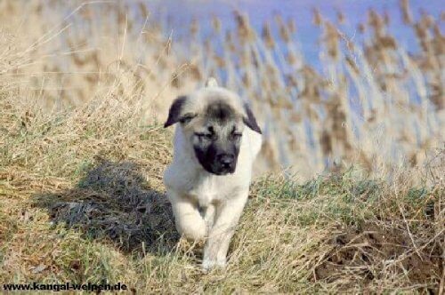 kangal köpeği