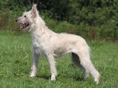 büyük isviçre dağ köpeği