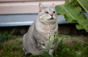 Yaşlı Kedi Hastalıkları: Bilmeniz Gerekenler