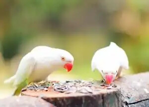 evcil kuşlar ve yemleri