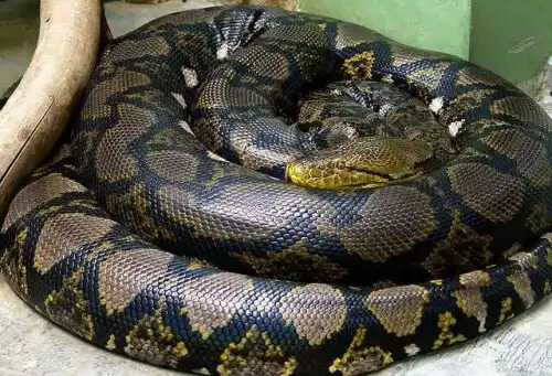 yeşil anaconda