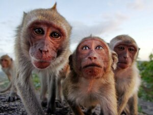 Primatların Davranışları Hakkında Her Şey