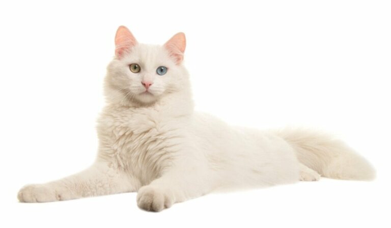 Albino Kedi Bakımı