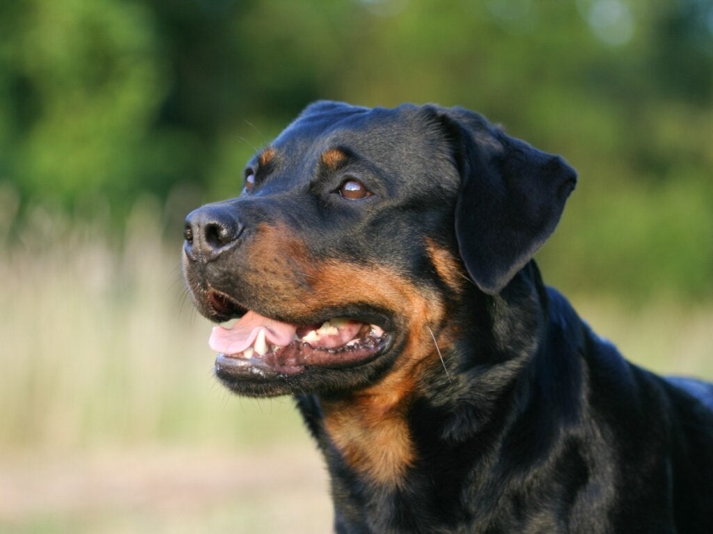 Amerikan ve Alman Rottweiler arasındaki farklar