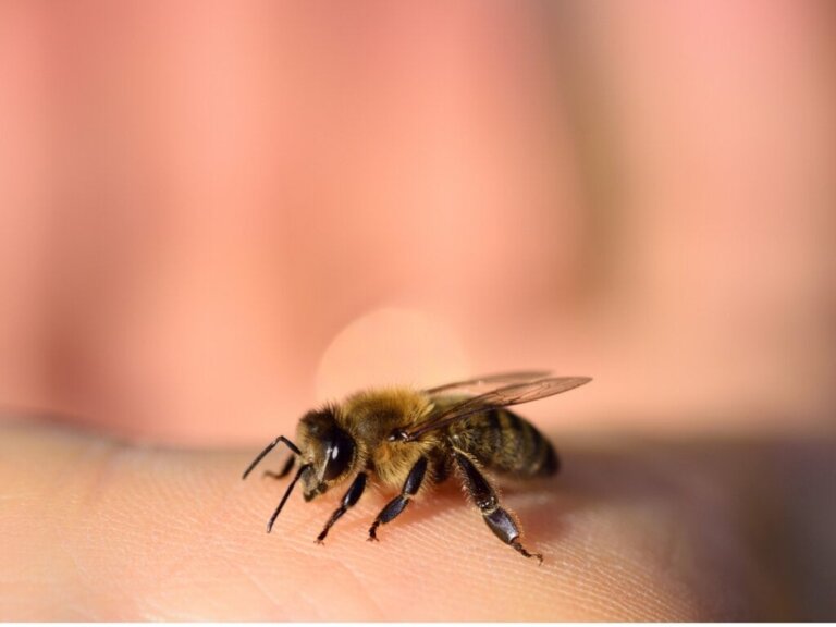 Arılar Soktuktan Sonra Ölür mü?