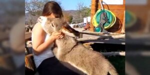 Kendini Köpek Sanan Yeni Doğmuş Eşek!