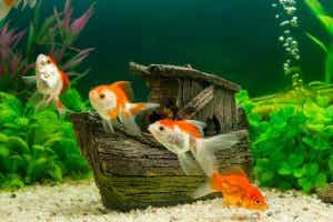 akvaryumda turuncu balıklar