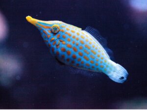 Turuncu Benekli Filefish: Habitat ve Özellikleri