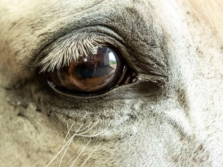 Atlarda Glokom: Nedenleri, Belirtileri ve Tedavisi