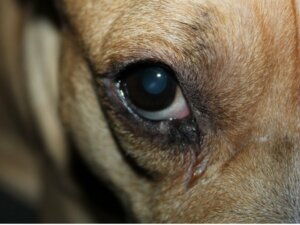 Köpeğimin Gözü Şiş Ve Kırmızı: 10 Nedeni ve Tedavisi