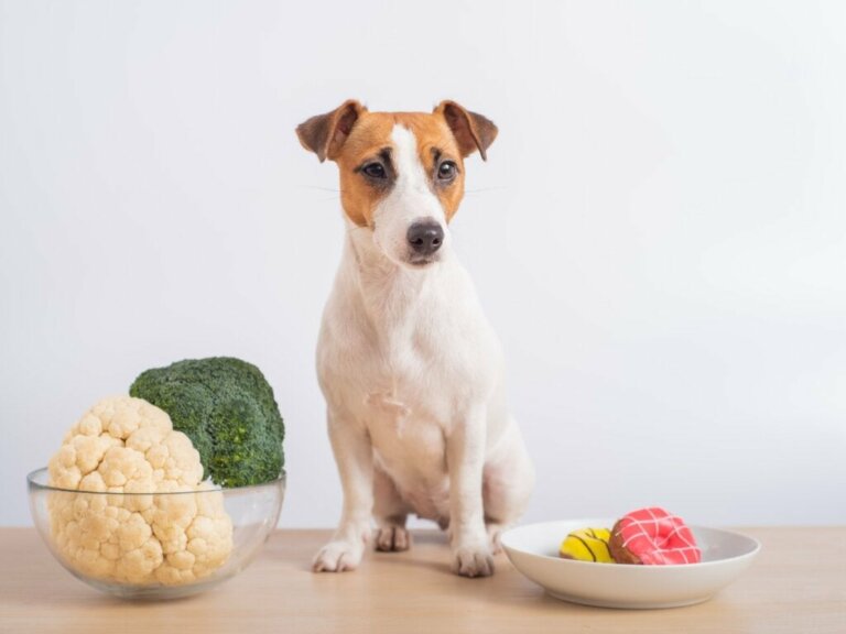 Köpekler Karnabahar Yiyebilir mi?