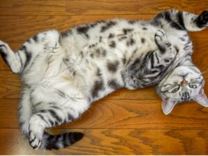 Kedilerde İlkel Kese Nedir?