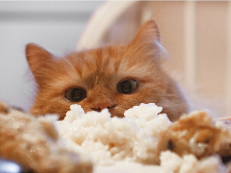 Kediler Pirinç Yiyebilir mi?