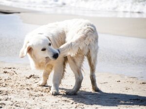 Köpekler Neden Kuyruklarını Isırır?