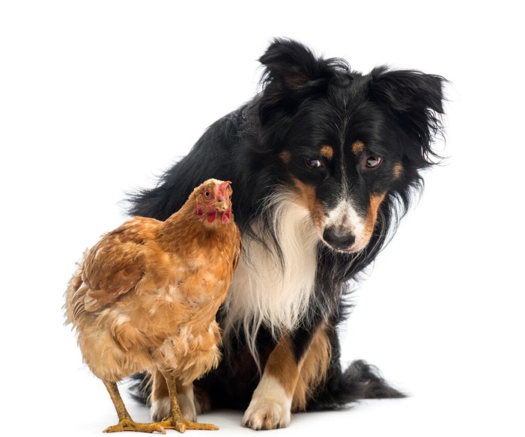 Köpeğim Neden Tavuklara Saldırıyor ve Bu Nasıl Önlenir?