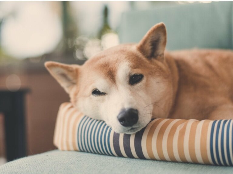 Köpekler Neden Yatmadan Önce Dönerler?