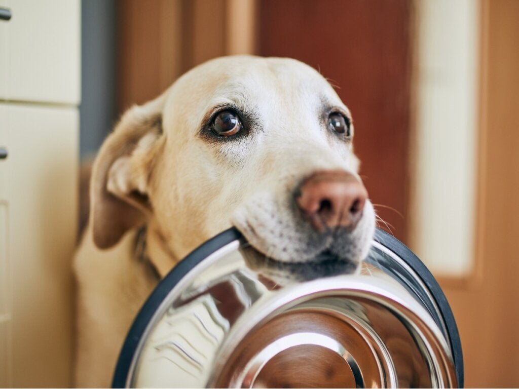 Köpekler Kivi Yiyebilirler Mi?