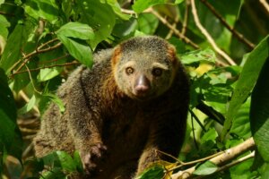 Neden Bütün Hayvanlar Evcilleştirilemez?