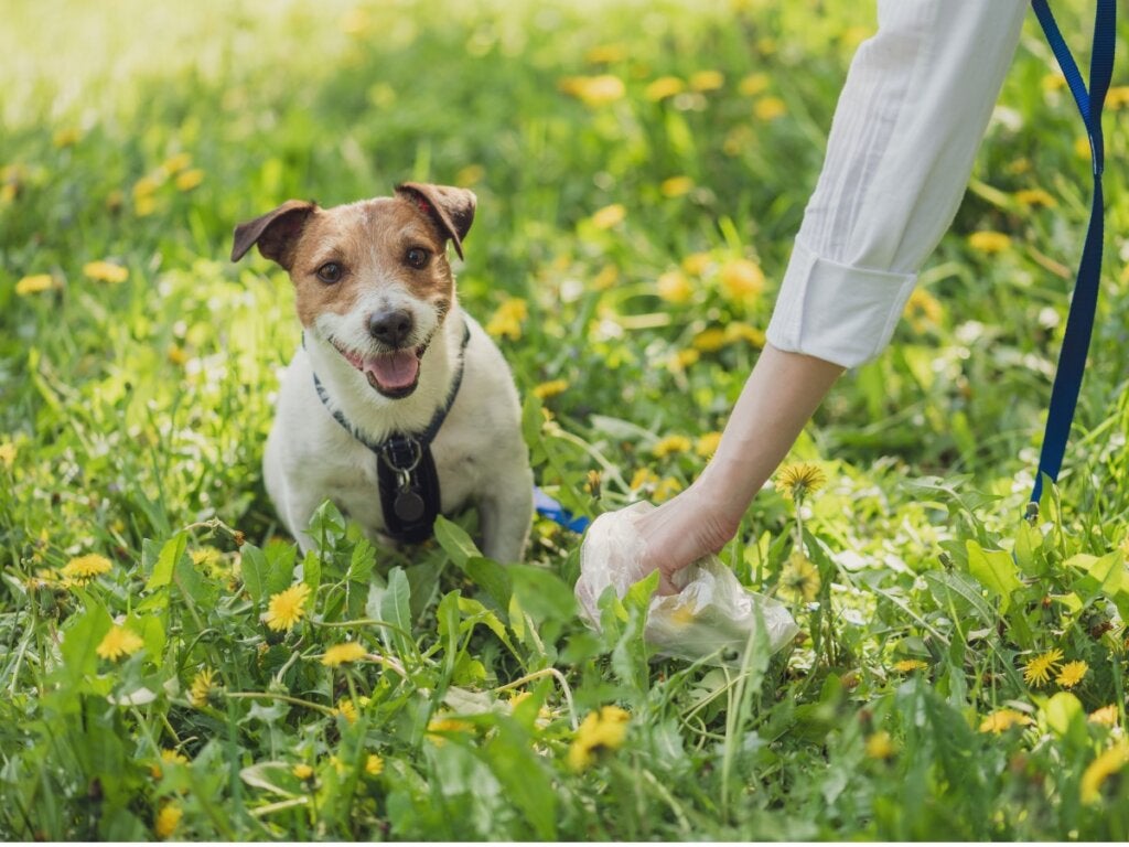 Köpeklerde Dışkı Çeşitleri ve Sağlıkları Hakkında Söyledikleri
