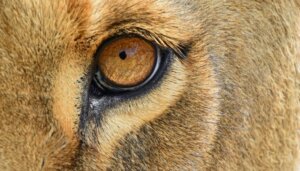 En Gelişmiş Duyulara Sahip 6 Memeli