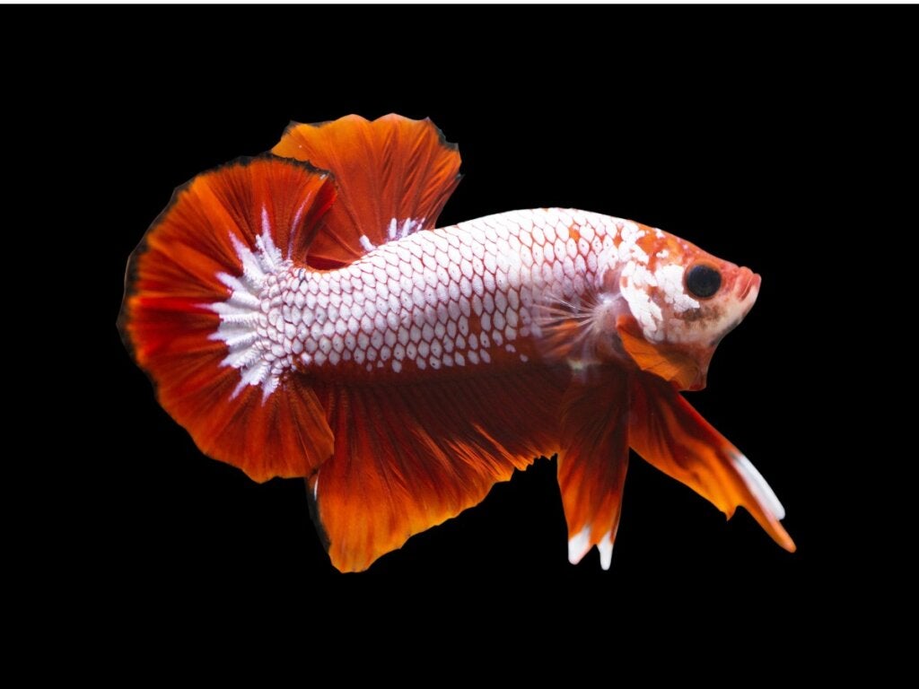 Ejderha Pullu Beta Balığı: Habitatı, Özellikleri ve Bakımı