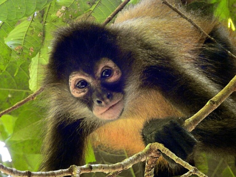Nesli Tehlike Altında Olan 25 Primat