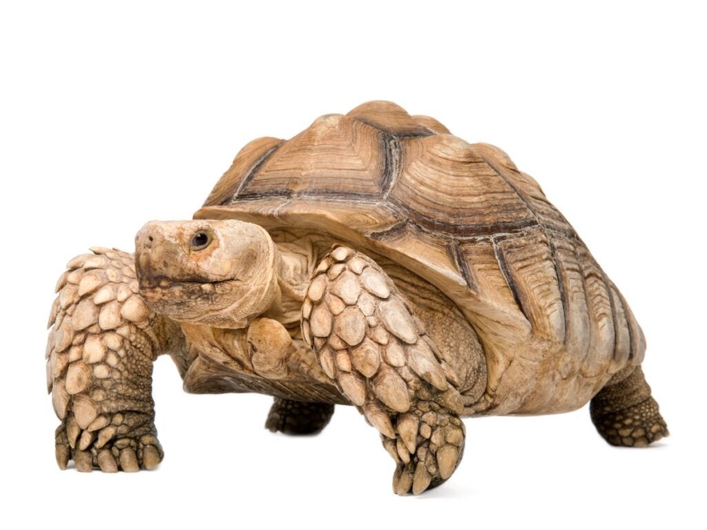 Sulcata Kaplumbağası: Habitat ve Özellikleri