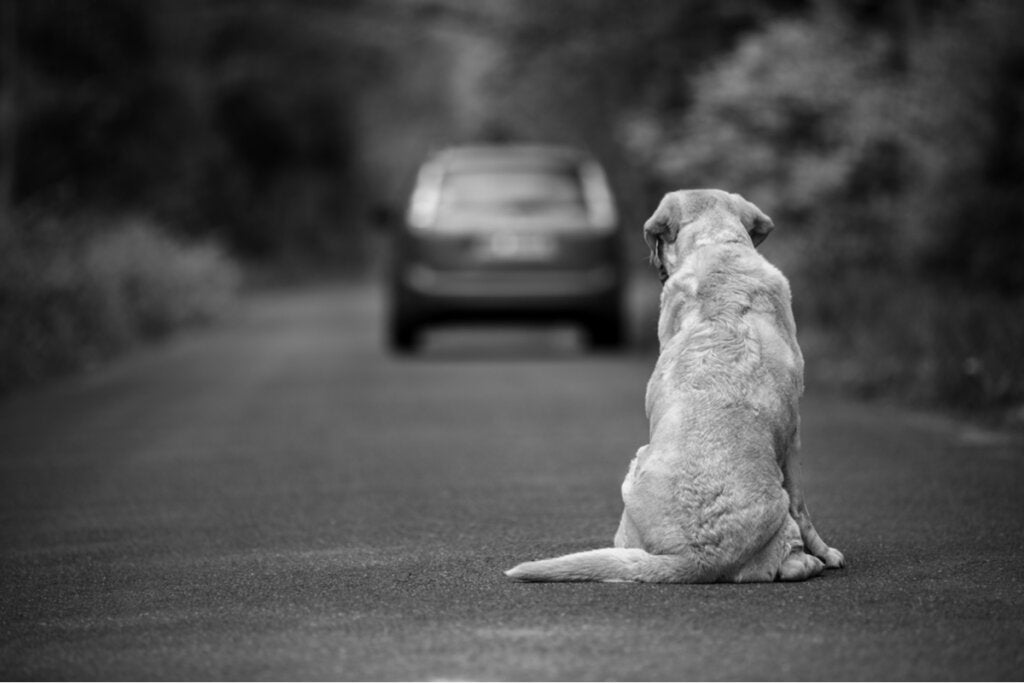 Terk Edilmiş Bir Köpeğe Yardım Etmenin 10 Yolu