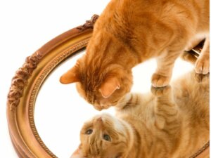 13 Turuncu Kedi Cinsi