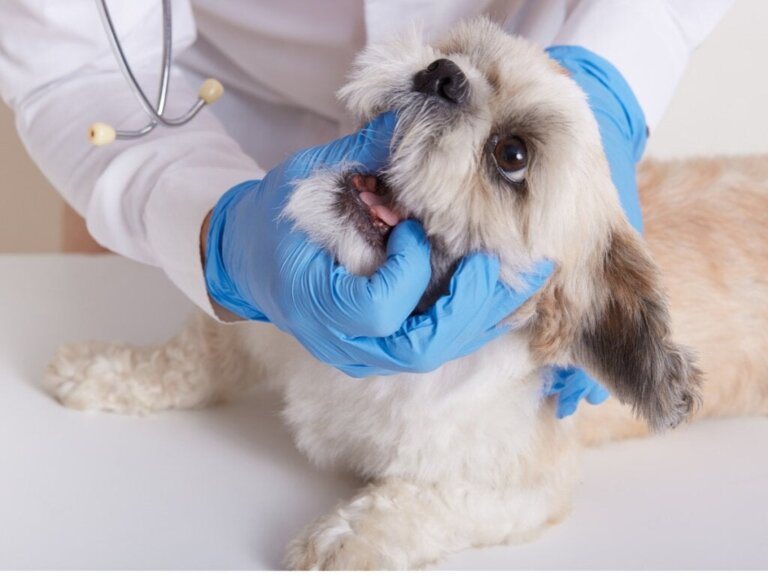 Köpeklerde Oral Melanom: Nedenleri, Belirtileri ve Tedavisi