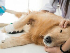 Kısırlaştırılmış Bir Köpeğin Bakımı