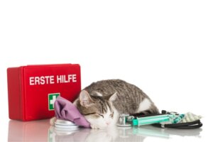 Kediler İçin İlk Yardım: Bilmeniz Gereken Her Şey