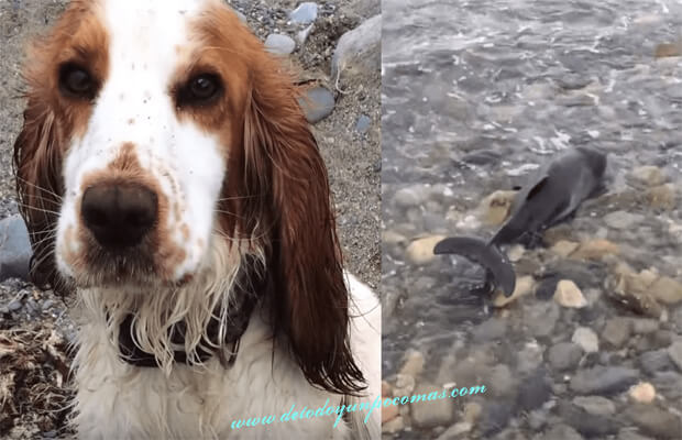 İnanılmaz: Bir Köpek Tarafından Kurtarılan Sahil Vurmuş Yunus